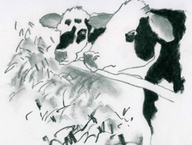 Natural Graphite: cow project