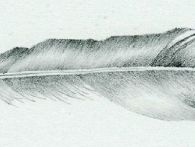 Graphic pencils: feather project