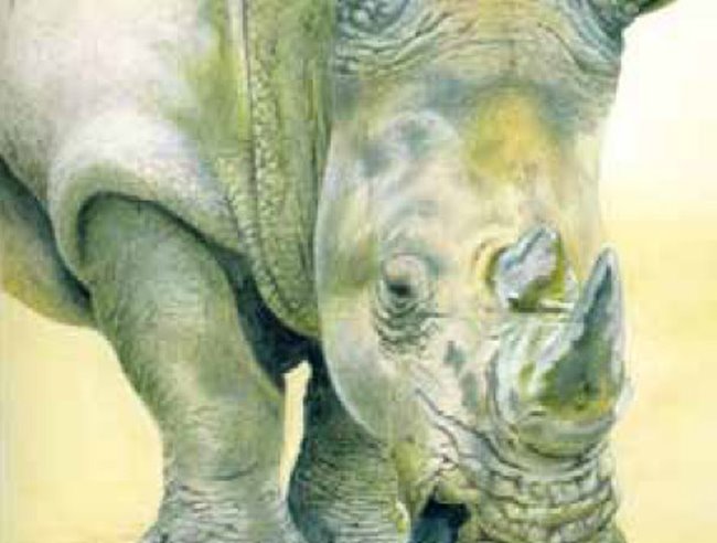 Watercolour pencils: Rhino project