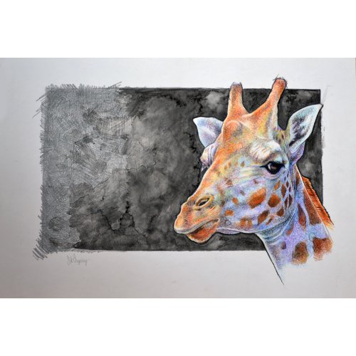 Giraffe by Sammy Grimes