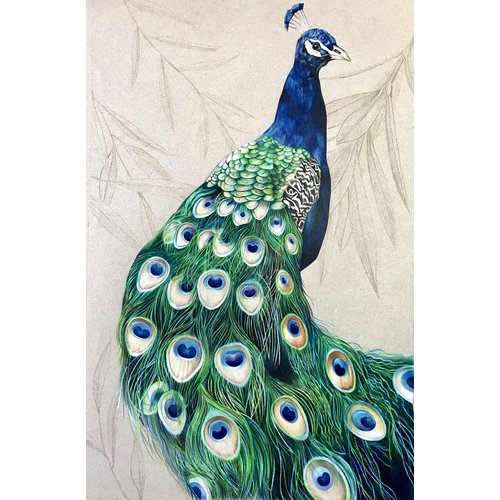 Peacock by Judith Selcuk