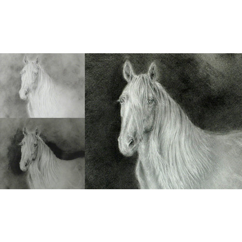 Anne Corless Equine Andalusian