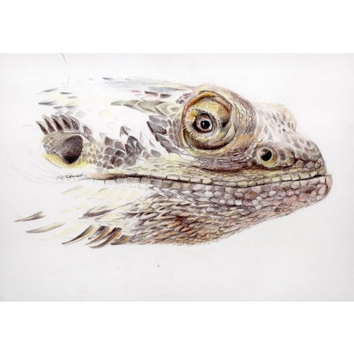 Beverley Haines - Bearded Dragon using Procolour