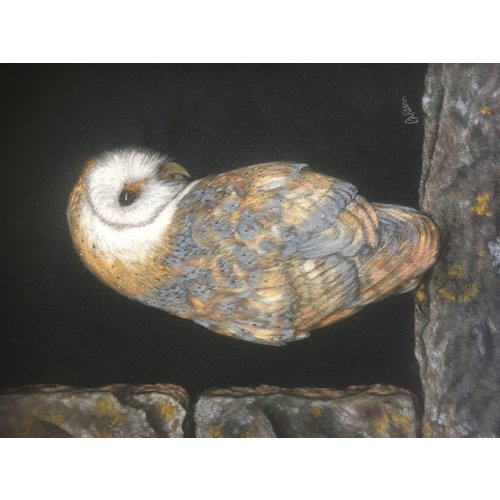 Carl Fitton - Barney the Barn Owl using Pastel Pencils