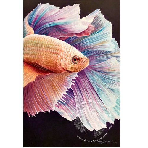 Beta Fish (Inktense) - Kerry Newell
