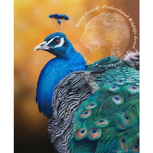 All for the Dance (Peacock in acrylic with oil detail) - Kerry Newell